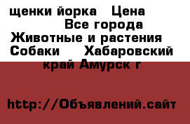 щенки йорка › Цена ­ 15 000 - Все города Животные и растения » Собаки   . Хабаровский край,Амурск г.